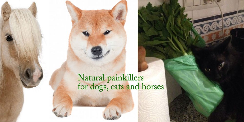 painkiller for dogs cats lone sorensen painkiller for dogs cats lone sorensen