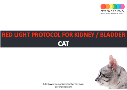 Cat red light protocol kidney bladder
