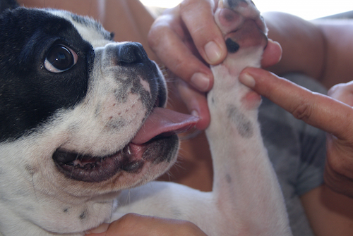 Animal reflexology