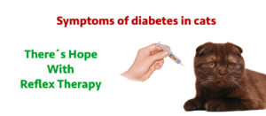 Symptoms of diabetes in cats