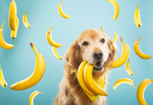 Can Dogs Eat Bananas?