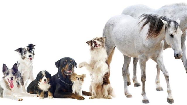 Animal reflexology