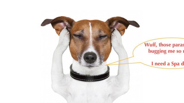 Best flea and tick treatment for dogs, cats and horses