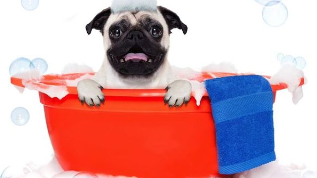 Best flea treatment for dogs