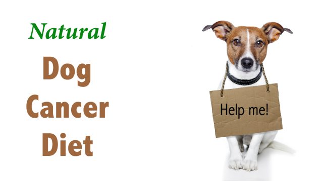 Dog Cancer Diet