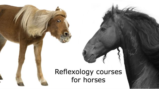 Horse massage course