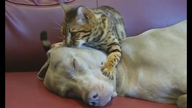 Cat giving dog a facial reflexology massage