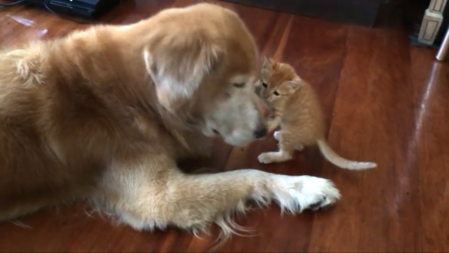 Cat and Dog Friendship