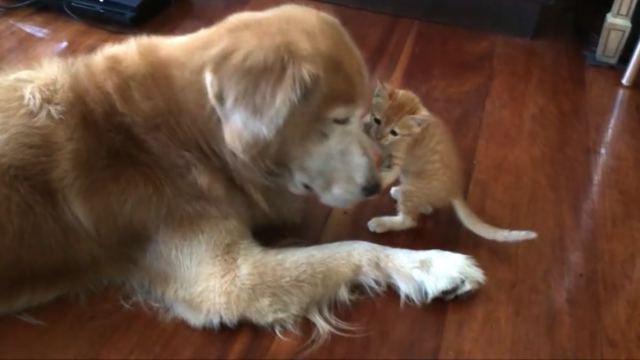 Cat and Dog Friendship