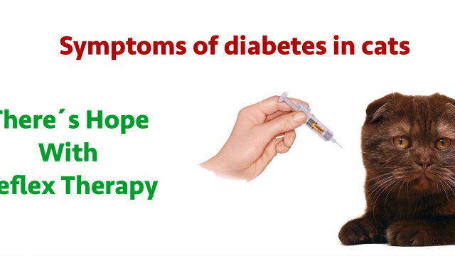 Symptoms of diabetes in cats