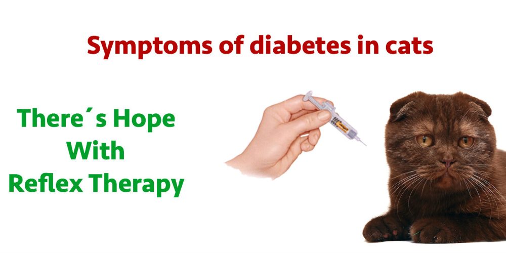 Symptoms of diabetes in cats