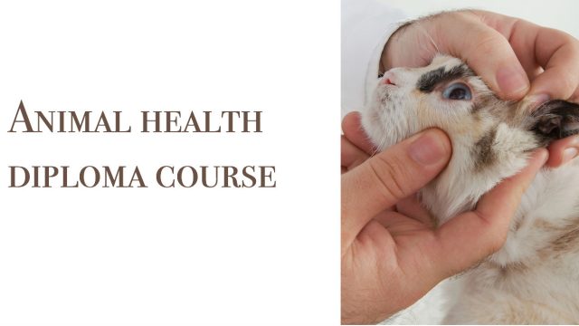 Animal health diploma course