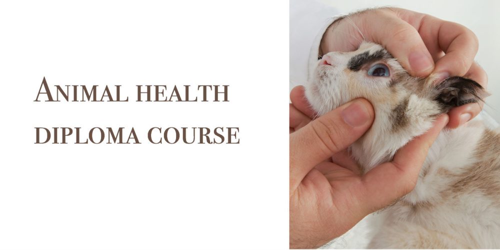 Animal health diploma course