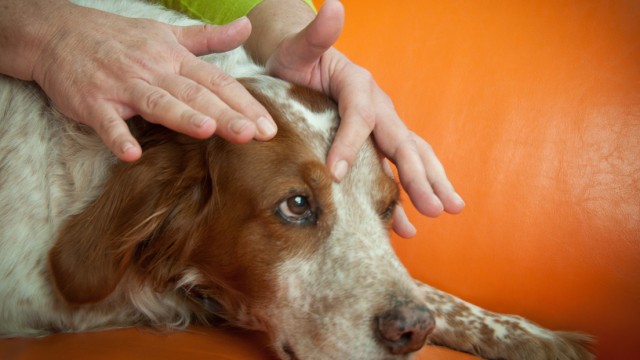 Dog Paw Reflexology Chart