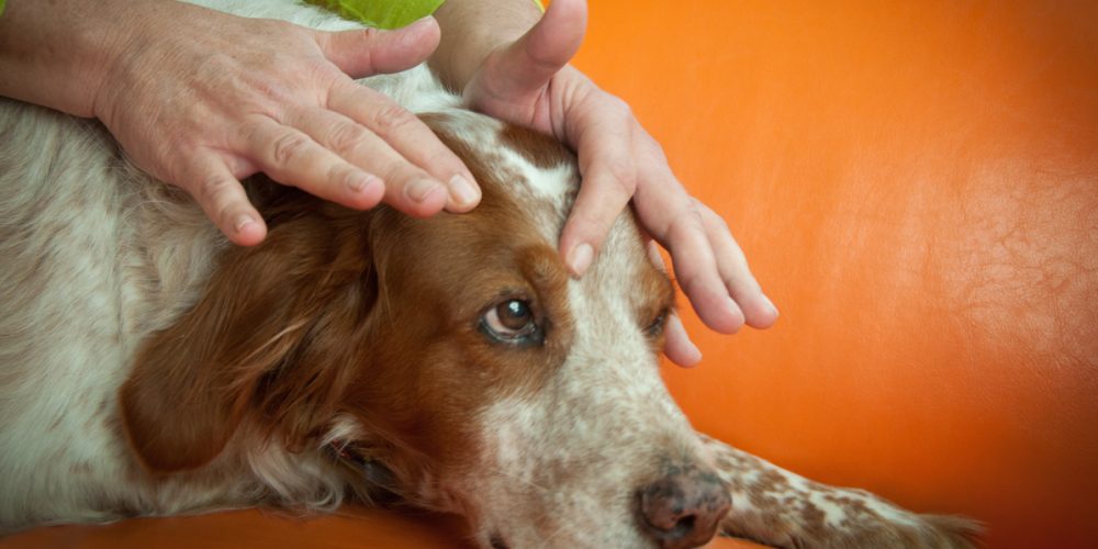Canine Reflexology and other types of massage for dogs (and cats)