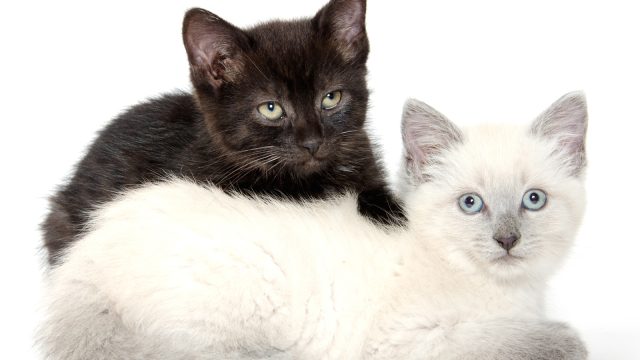 ´Catient´ gets treament for cats by cat