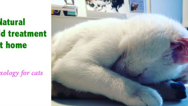 Cat cold treatment home