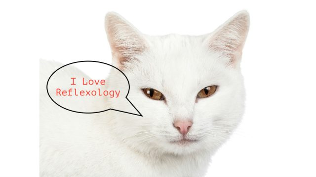 Reflexology for cats and other effective methods of healing