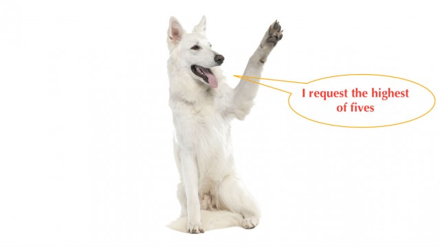 Dog paw care tips