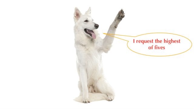 Dog paw care tips