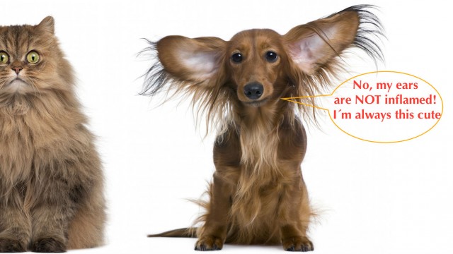 Ear infection treatment for dogs and cats