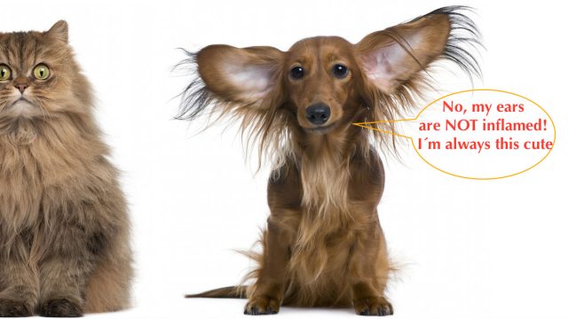 Ear infection treatment for dogs and cats