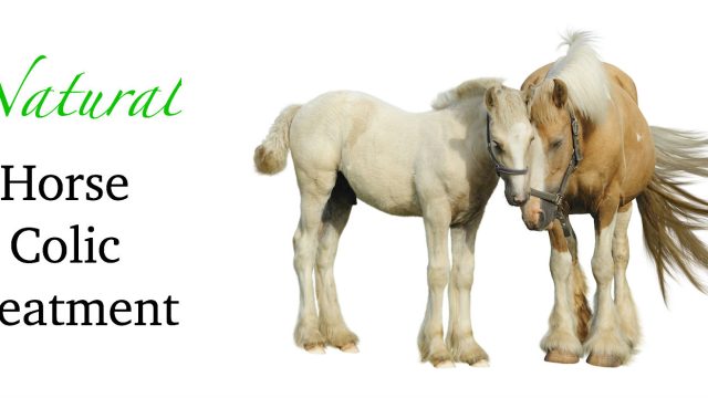 Horse Colic Treatment