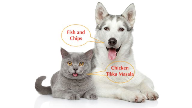 How to choose dog and cat food