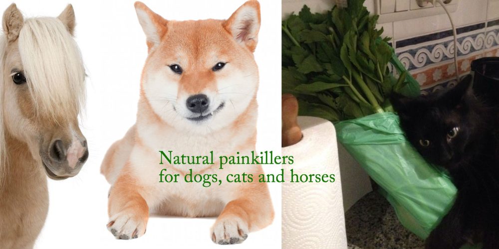 Natural painkillers for dogs, cats and horses