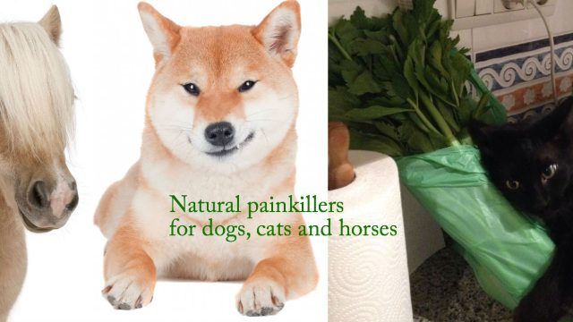 Natural painkillers for dogs, cats and horses