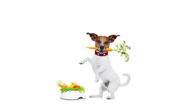 Organic pet food