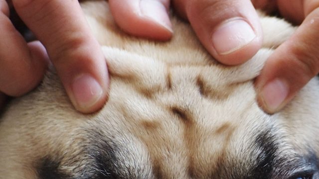 Reflexology for Dogs Anxiety and Depression