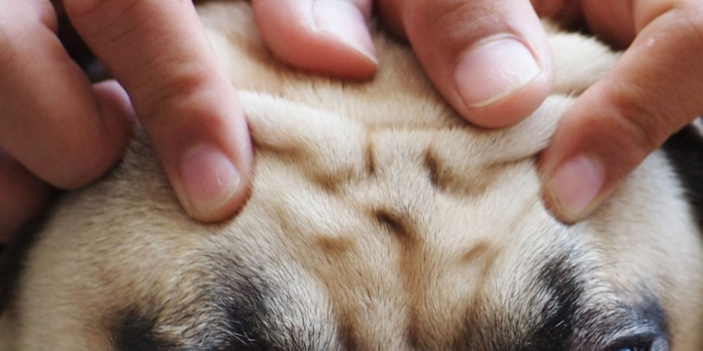 Reflexology for Dogs Anxiety and Depression