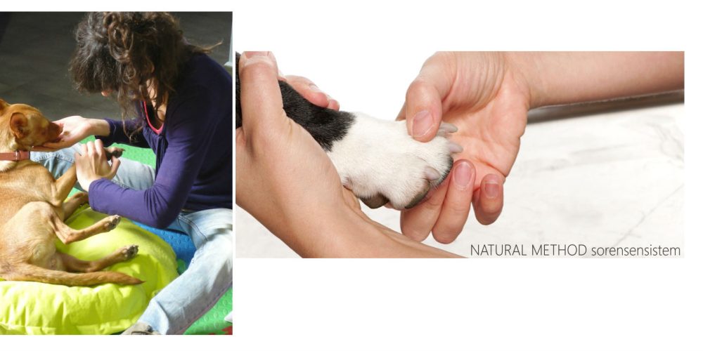 Reflexology for dogs and other alternative treatments