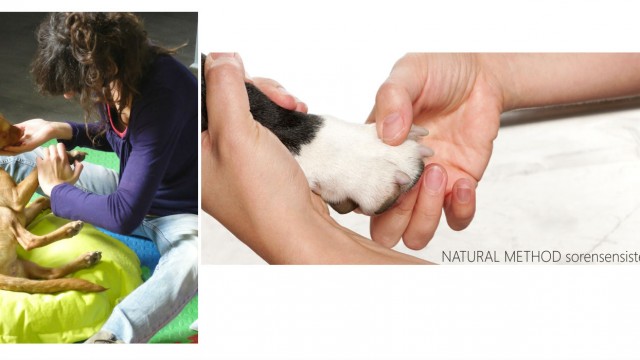 Reflexology for dogs and other alternative treatments
