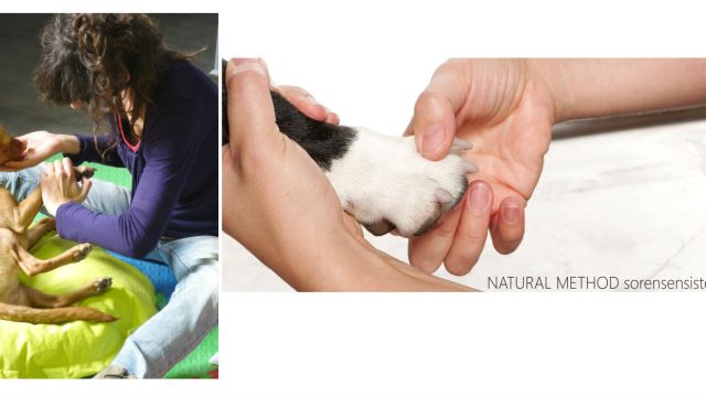 Reflexology for dogs and other alternative treatments