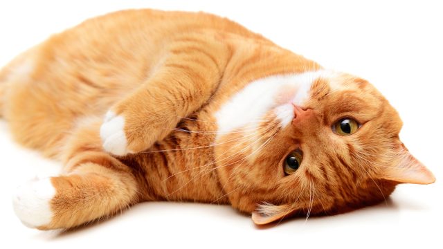 Ear mites in cats treatment