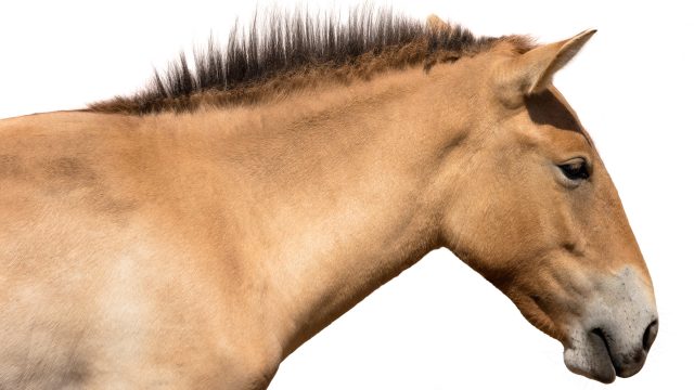 Horse thrush treatment