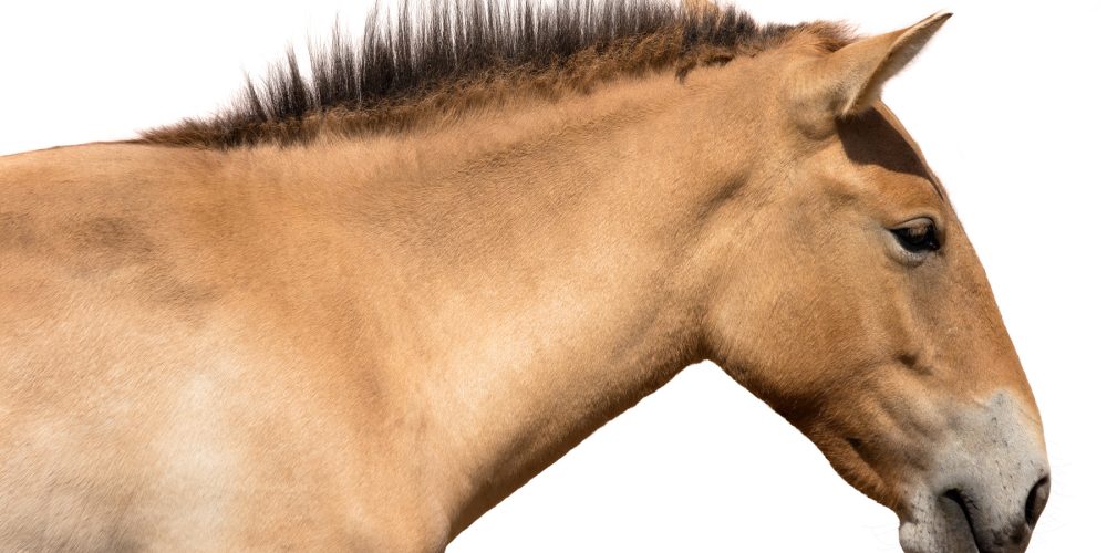 Horse thrush treatment