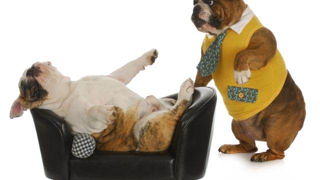 How to relieve stress in cats and dogs