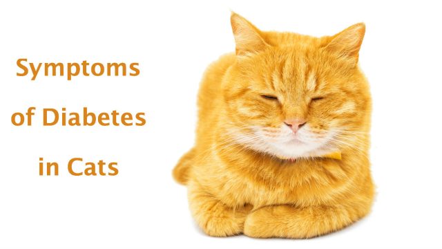 Syptoms of diabetes in cats