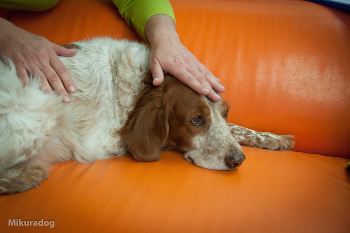 canine reflexology for dogs