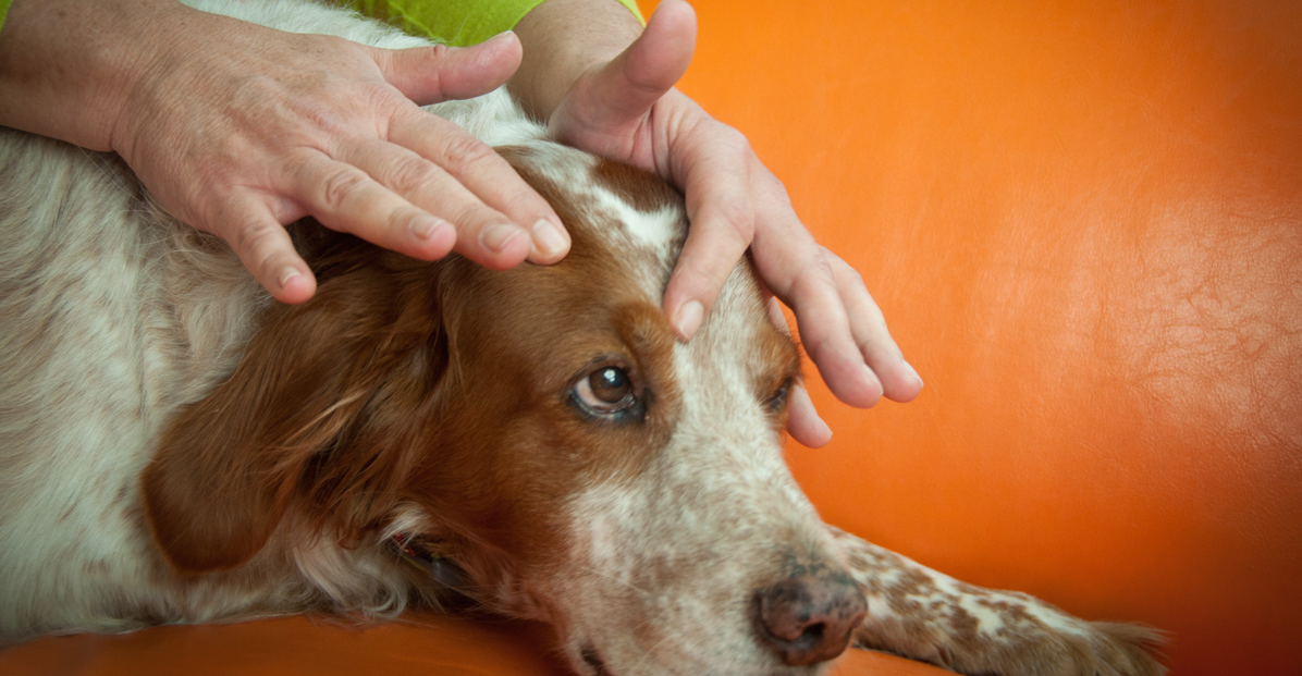 Canine reflexology, reflexology for dogs