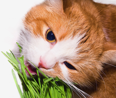 herbs for cats