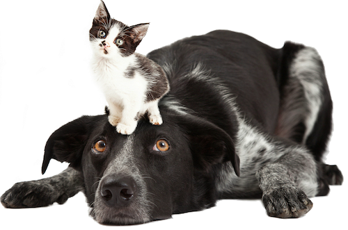 cat and dog