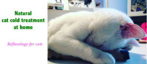 Cat cold treatment home