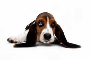 ear infection treatment for dogs
