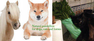 Natural painkillers for dogs, cats and horses