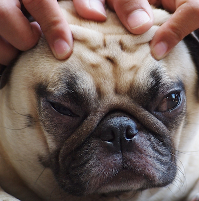 reflexology for dogs