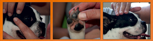 reflexology for dogs